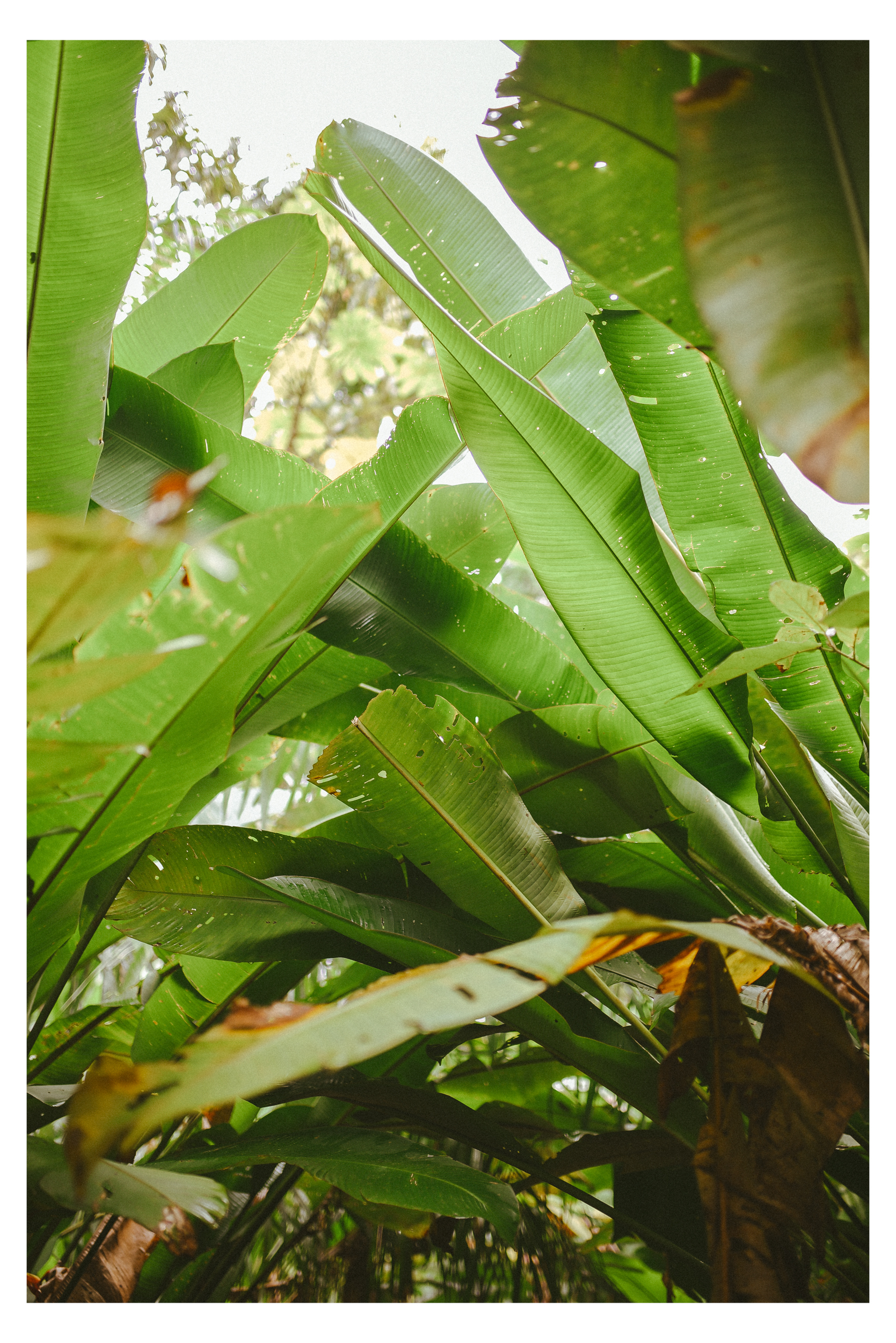 DAMIONTHAKOER-SURINAME-OKT-2021 (36 van 40)